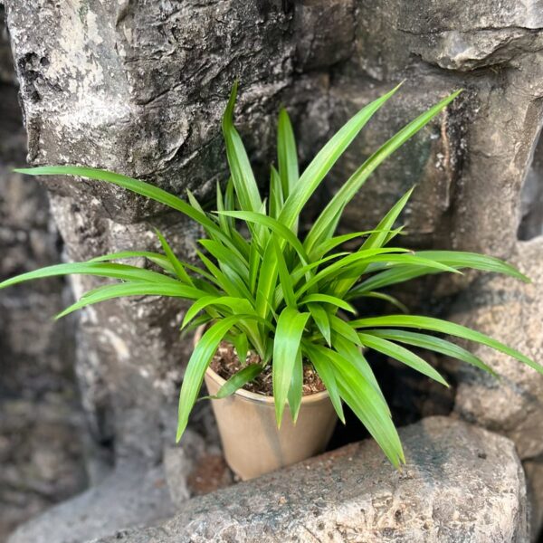 Chlorophytum comosum 'Lemon', blad