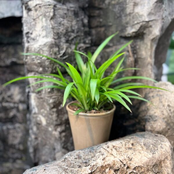 Chlorophytum comosum 'Lemon', vuxen planta