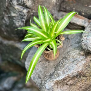 Chlorophytum laxum, blad