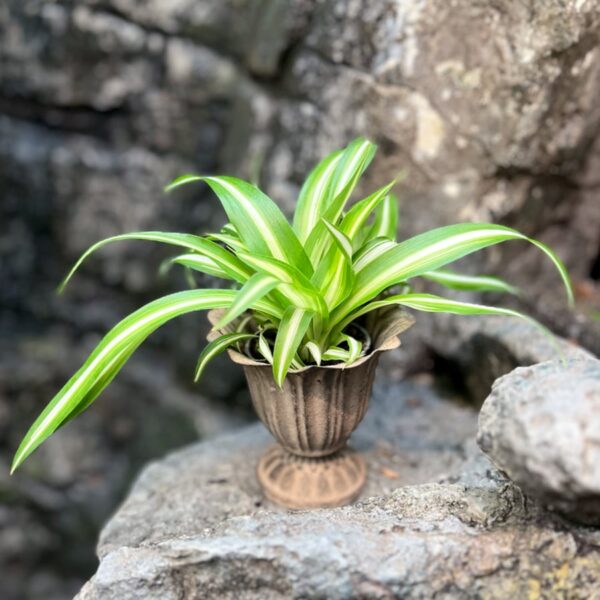 Chlorophytum laxum, ung planta