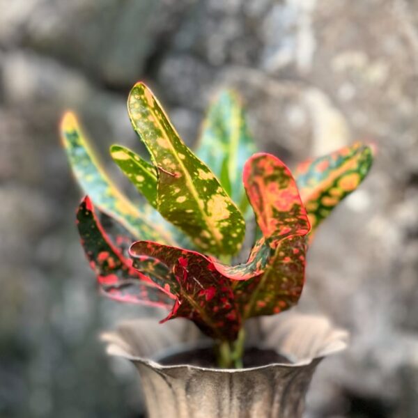 Codiaeum variegatum, ung planta
