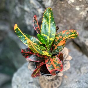 Codiaeum variegatum, ung planta, blad