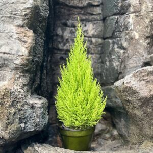 Cupressus macrocarpa 'Goldcrest Wilma', vuxen planta