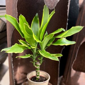 Dracaena fragrans 'Golden King', blad