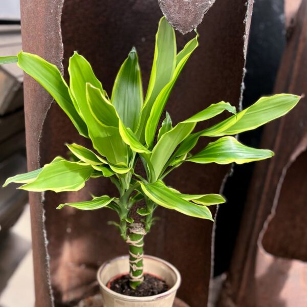 Dracaena fragrans 'Golden King', blad