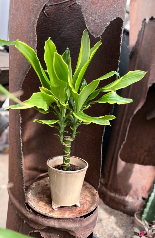 Dracaena fragrans 'Golden King', vuxen planta
