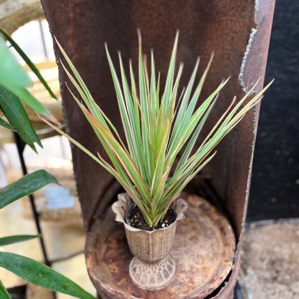 Dracaena reflexa var. angustifolia 'Bicolor', ung planta