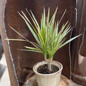 Dracaena reflexa var angustifolia 'Bicolor', vuxen planta