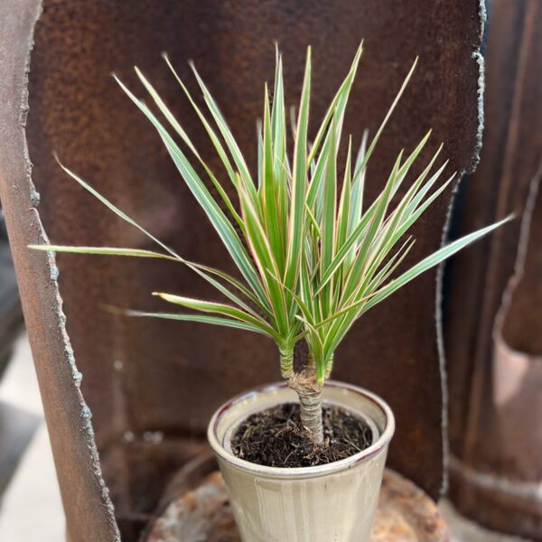 Dracaena reflexa var angustifolia 'Bicolor', vuxen planta