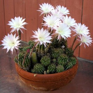 Echinopsis oxygona, blommande plantor