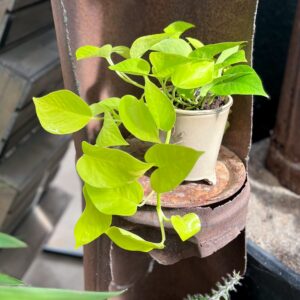Epipremnum aureum 'Golden Pothos', större ung planta