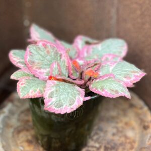 Episcia cupreata 'Pink Brocade', i blom