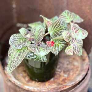 Episcia cupreata, blad