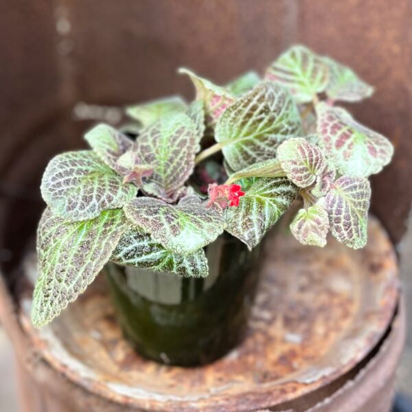 Episcia cupreata, blad