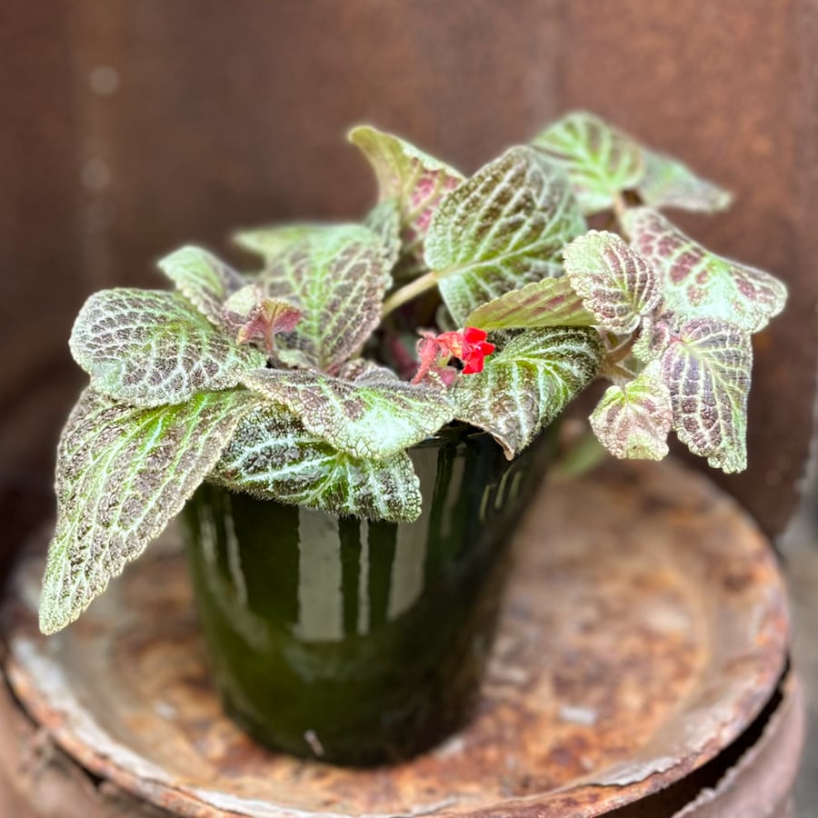 Episcia cupreata, i blom