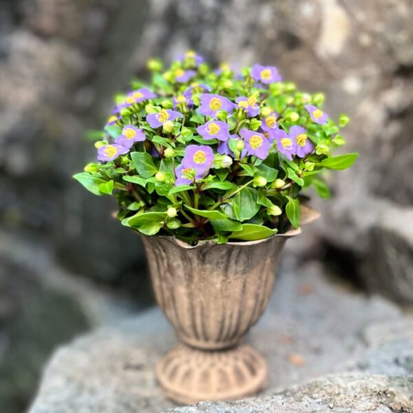 Exacum affine, blommande planta, 6 cm bred kruks