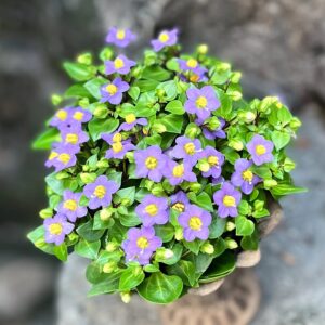 Exacum affine, blommor