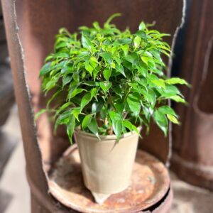 Ficus benjamina 'Kinky', ung planta