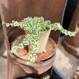 Ficus pumila 'Belle Sunny', vuxen planta