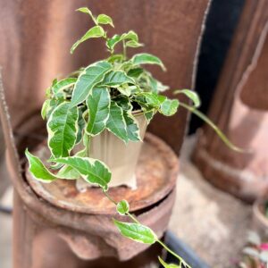 Ficus sagittata, vuxen planta