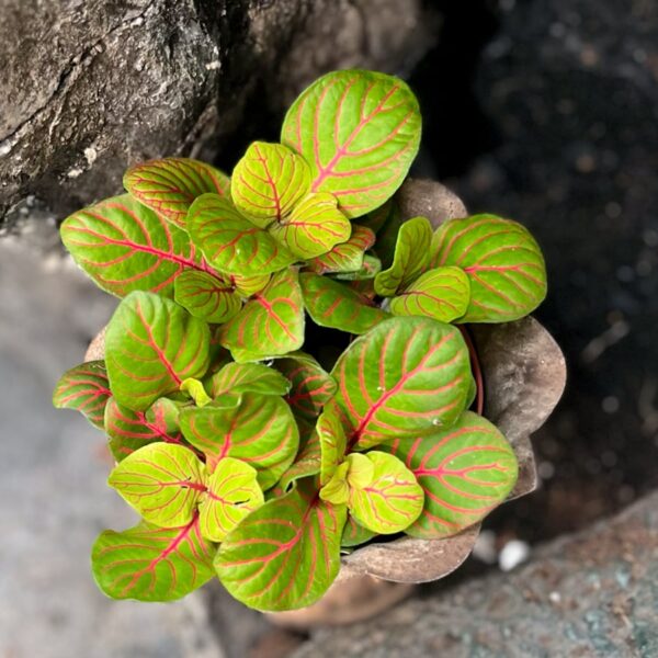 Fittonia albivenis 'Bubble Green', blad
