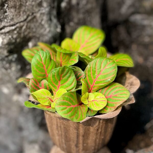 Fittonia albivenis 'Bubble Green', ung planta