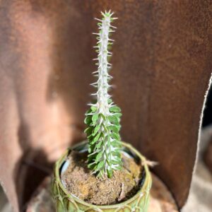 Fouquieria splendens, ung planta