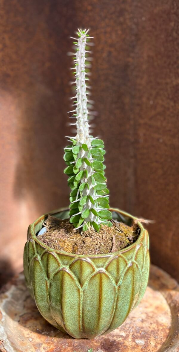 Fouquieria splendens, ung planta