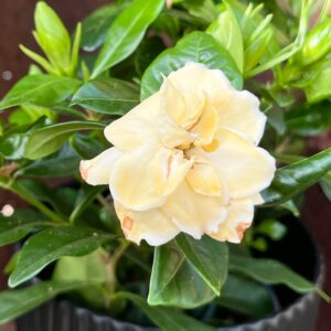 Gardenia jasminoides, blomma