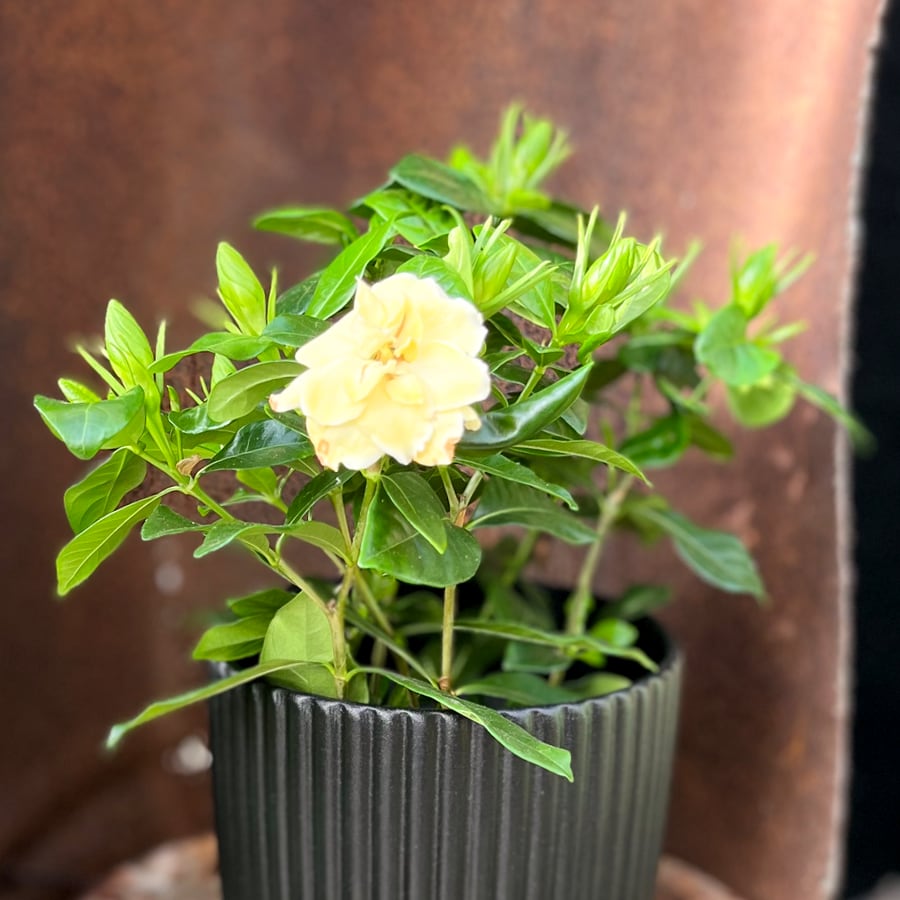 Gardenia jasminoides, i blom