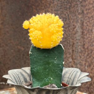 Gymnocalycium mihanovichii, gul, vuxen planta
