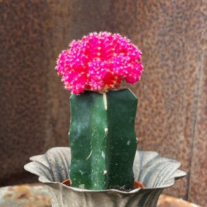Gymnocalycium mihanovichii, rosa, vuxen planta