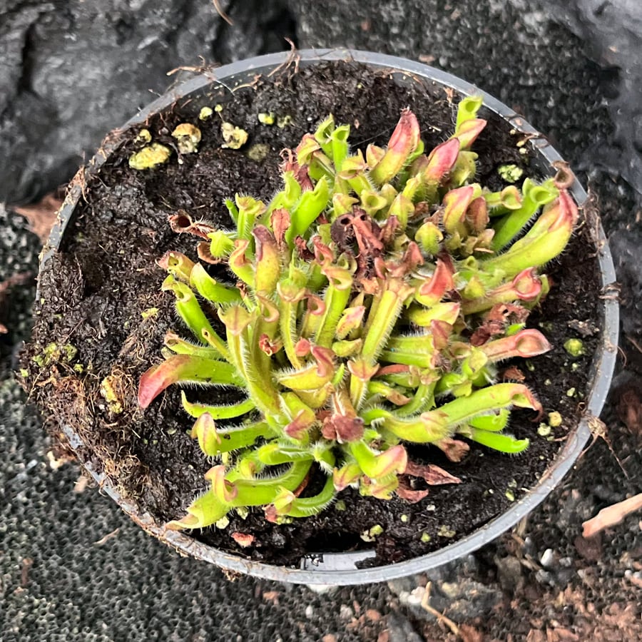 Heliamphora-hybrid, uppifrån