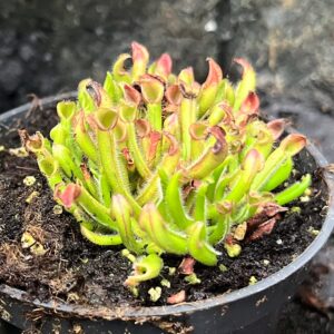 Heliamphora-hybrid, vuxen planta
