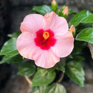 Hibiscus rosa-sinensis 'Longiflora', blomma