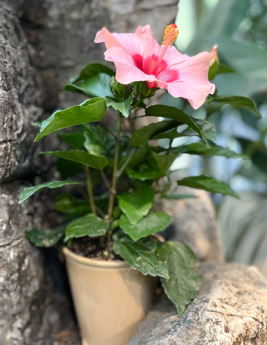 Hibiscus rosa-sinensis 'Longiflora', blommande planta
