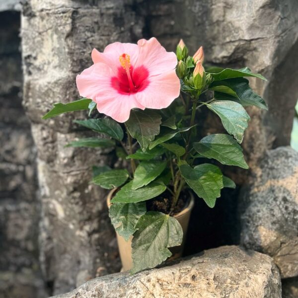 Hibiscus rosa-sinensis 'Longiflora', blommande planta