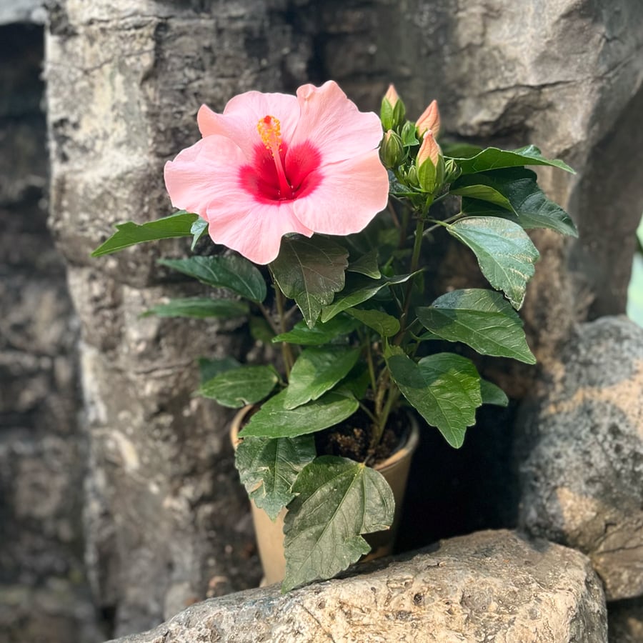 Hibiscus rosa-sinensis 'Longiflora', blommande planta
