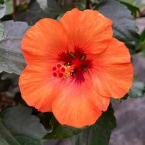 Hibiscus rosa-sinensis 'Petit Orange'