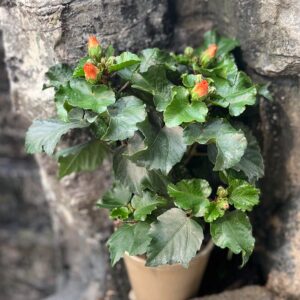 Hibiscus rosa-sinensis 'Petit Orange', blommande planta