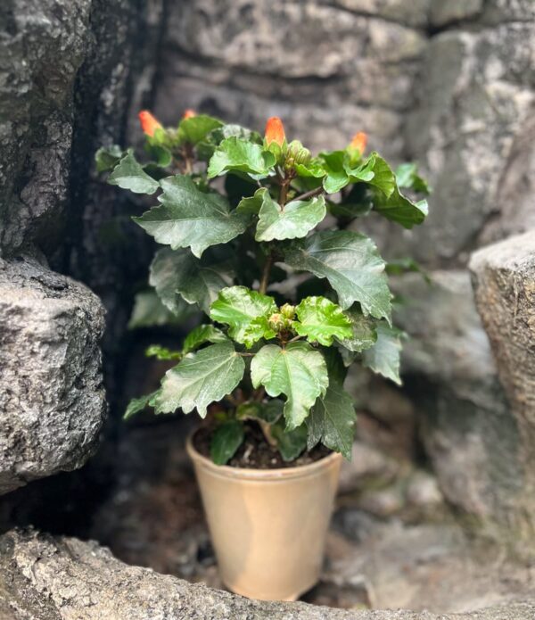 Hibiscus rosa-sinensis 'Petit Orange', blommande planta