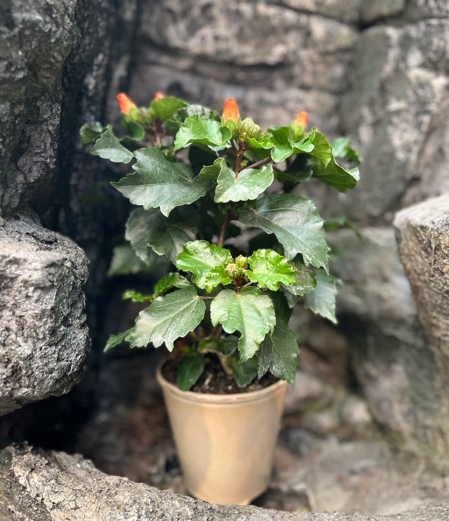 Hibiscus rosa-sinensis 'Petit Orange', blommande planta