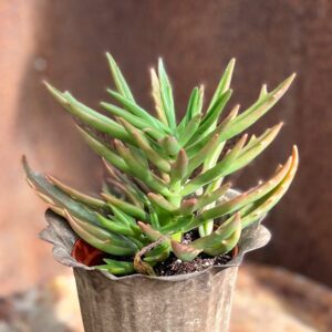 Kalanchoe Spider, blad
