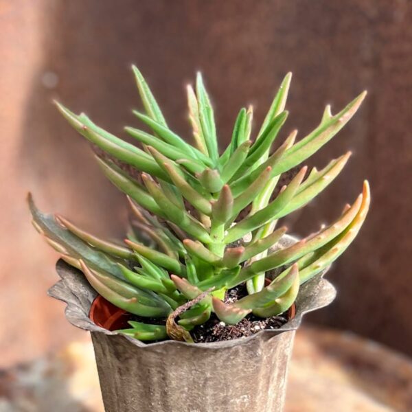 Kalanchoe Spider, blad