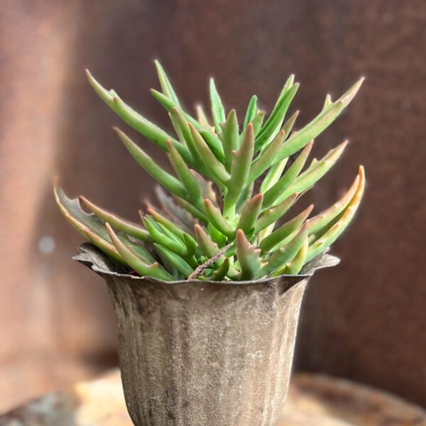 Kalanchoe Spider, ung planta