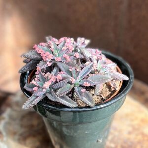 Kalanchoe delagoensis 'Pink Butterflies', blad