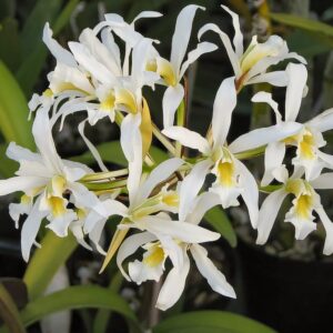 Laelia superbiens var alba, blommor