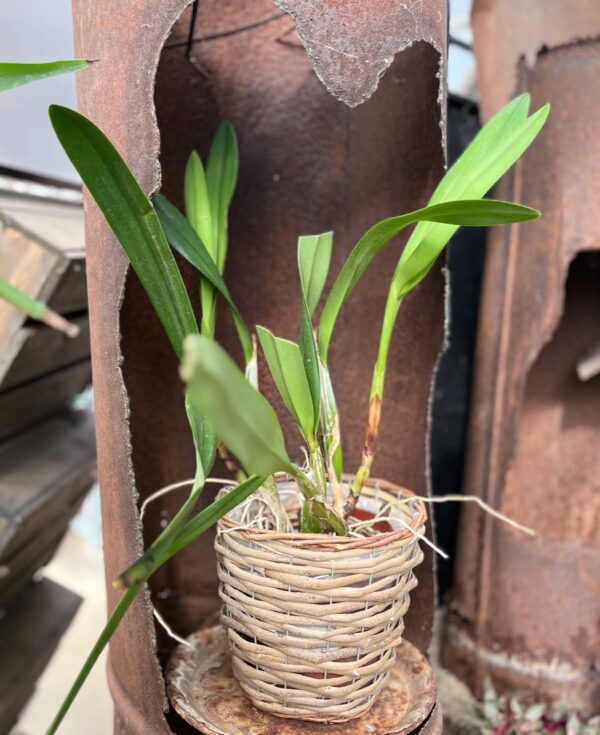 Laelia superbiens var alba, stor nog att blomma