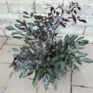 Leea guineensis 'Burgundy', blad