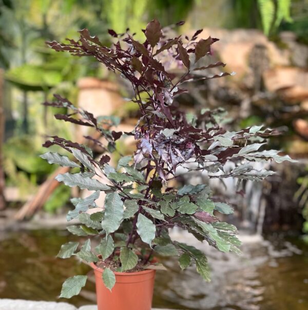 Leea guineensis 'Burgundy', vuxen planta